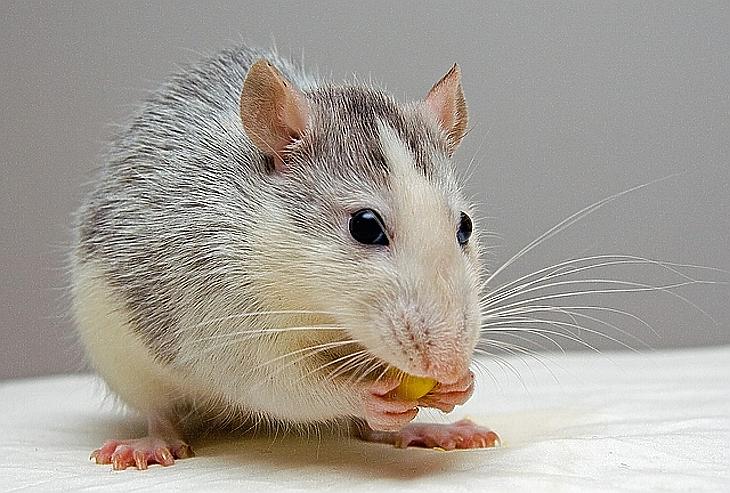 Óriási kavarodást okozott egy patkány