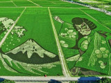 Japán rizsföld