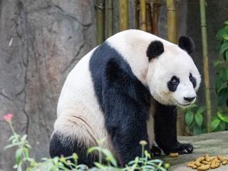 Százmilliárdokért adna el pandakötvényeket Kínában az Államadósságkezelő Központ