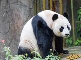 Százmilliárdokért adna el pandakötvényeket Kínában az Államadósságkezelő Központ