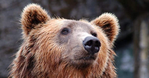 A medvekérdés politikai témává nőtte ki magát északi szomszédunknál