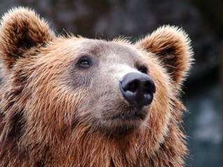 A medvekérdés politikai témává nőtte ki magát északi szomszédunknál