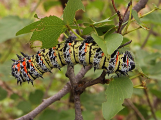 A mopánféreg (Mopane Worms - Gonimbrasia belina) szépen hozhat a konyhára
