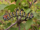 A mopánféreg (Mopane Worms - Gonimbrasia belina) szépen hozhat a konyhára