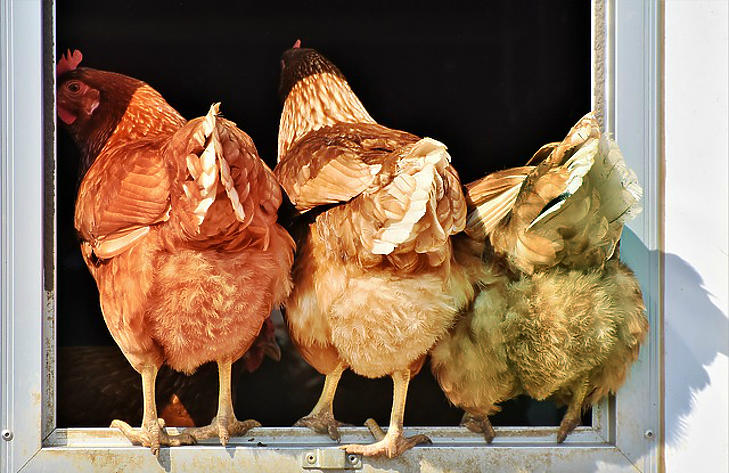 Kiderült, mennyivel lesz drágább a csirkehús