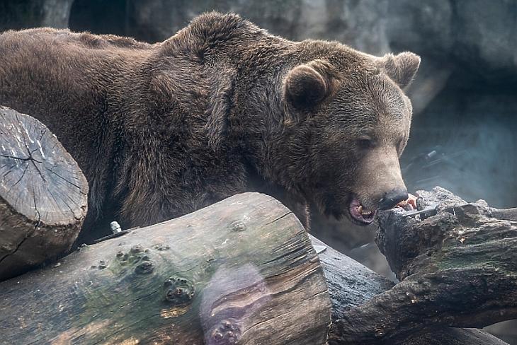 A nap képe: vajon mit látott ez a medve?