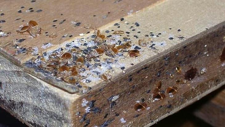 Kártevőirtás HACCP rendszerben