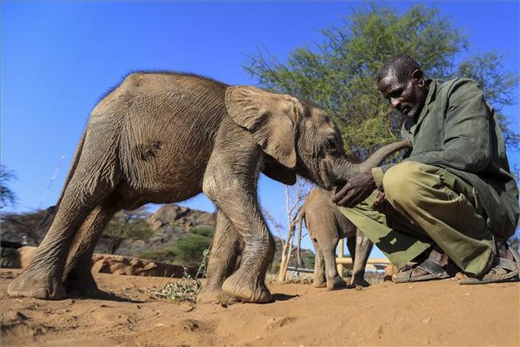A Reteti Elefántrezervátumban, az észak-kenyai Samburu megyében az árván maradt és elhagyott elefántborjak megmentésére szakosodtak. A menhely az önellátóvá cseperedett fiatalokat visszaengedi a környékbeli vad csordákba. A Kelet-Afrikát harmadik éve sújtó, negyven éve nem látott aszály miatt egyre több fiatal elefánt szorul menhelyek segítségére az életben maradáshoz, ráadásul a legelők kiszáradása és a vízlelőhelyek zsugorodása kiélezi a helyi állatartók és a vadállatok közti érdekellentétet. Fotó: MTI/EPA/Daniel Irungu