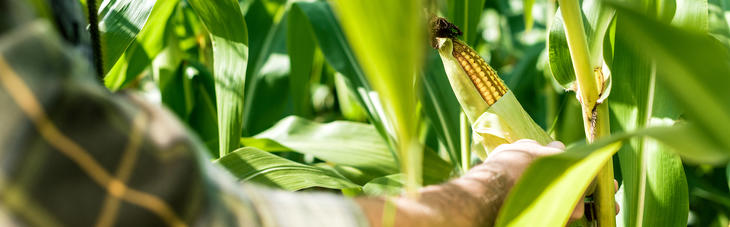 A nyersanyagpiacon a kukorica ára is hosszú távon emelkedést mutat. Fotó: depositphotos