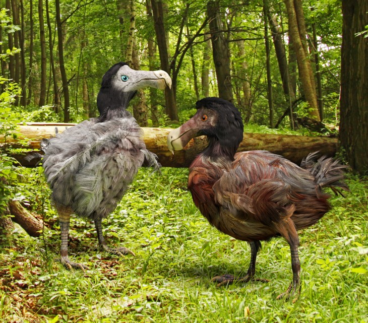 A dodó madár is a tudósok listáján van. Illusztráció: Depositphotos