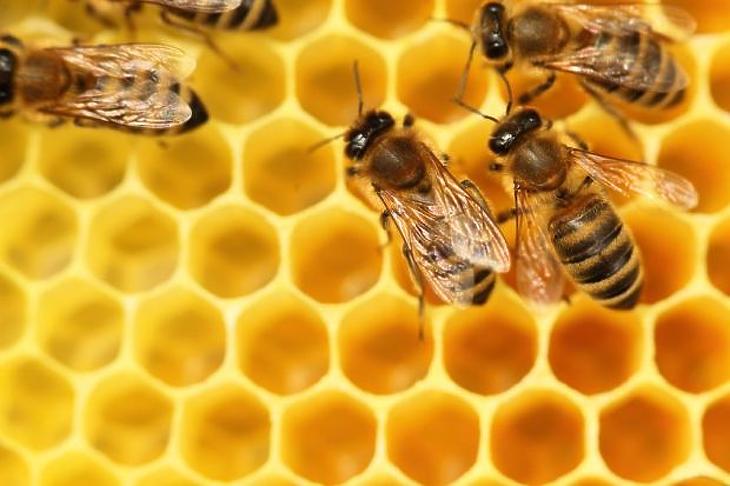 Támogatást kapnak a magyar méhészek 
