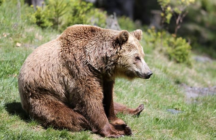 Minden gyengült, ami hazai