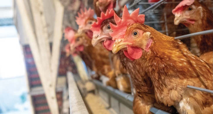 Az elsődleges cél a román mellett a szerb piac, de az Agrofert hálózatába csatlakozva az egész közép-és kelet-európai agrárpiacon megjelennének