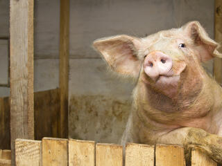 Vége a sertéspestisnek a magyar határ közelében