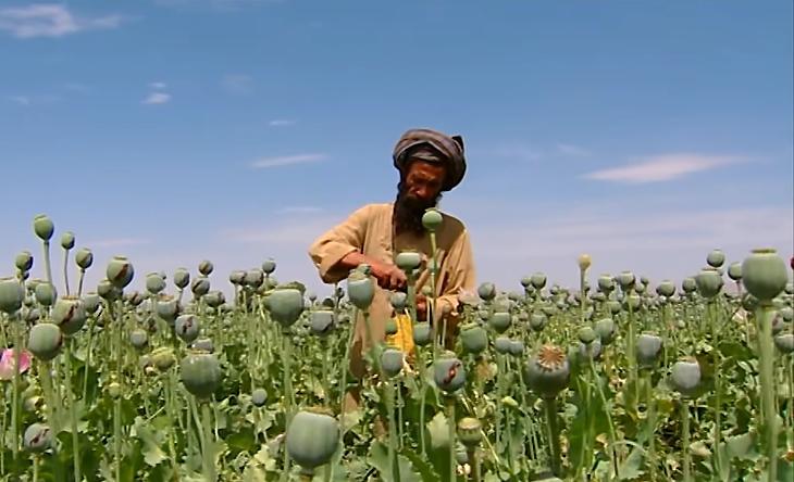 Ópiumszüret Afganisztánban egy 2004-es riportfilmben. (Screenshot: YouTube/60 Minutes Australia)