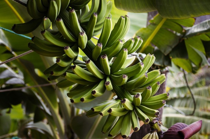 Banánvész fenyeget Afrikában. Fotó: Pixabay