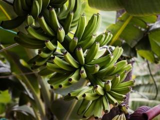 Banánvész fenyeget Afrikában. Fotó: Pixabay