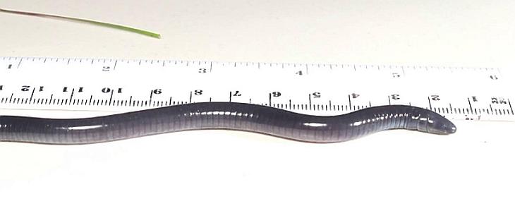 Trump a homokba dugja a fejét, de nem ő az egyetlen