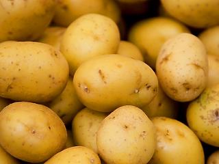 Férges krumplit találtak – országos razzia jön 
