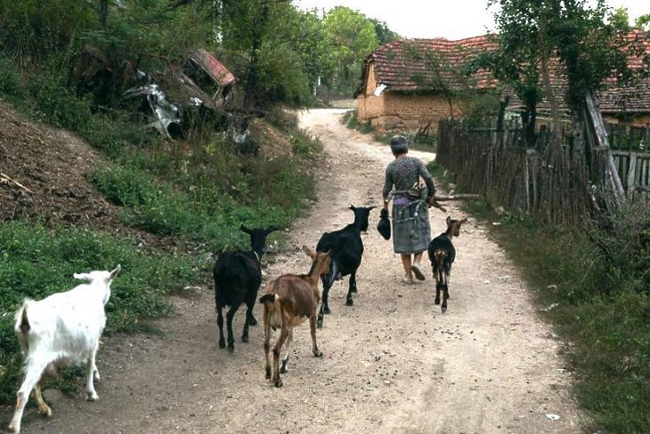 Tej vagy lítium: épül-e lítiumbánya Szerbiában, vagy tovább fejik a kecskéket?
