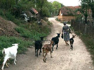 Tej vagy lítium: épül-e lítiumbánya Szerbiában, vagy tovább fejik a kecskéket?