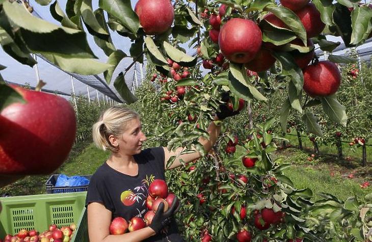 Megalázó árat fizetnének az almáért – traktorokkal tüntetnek a gazdák