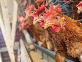 Romániai összefogásban Babis és a magyar tőke