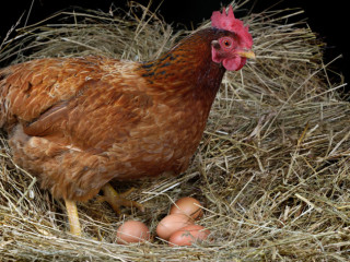 Haszon – a tojás friss, a hús finom,  de sok mást is adhat még a tyúk